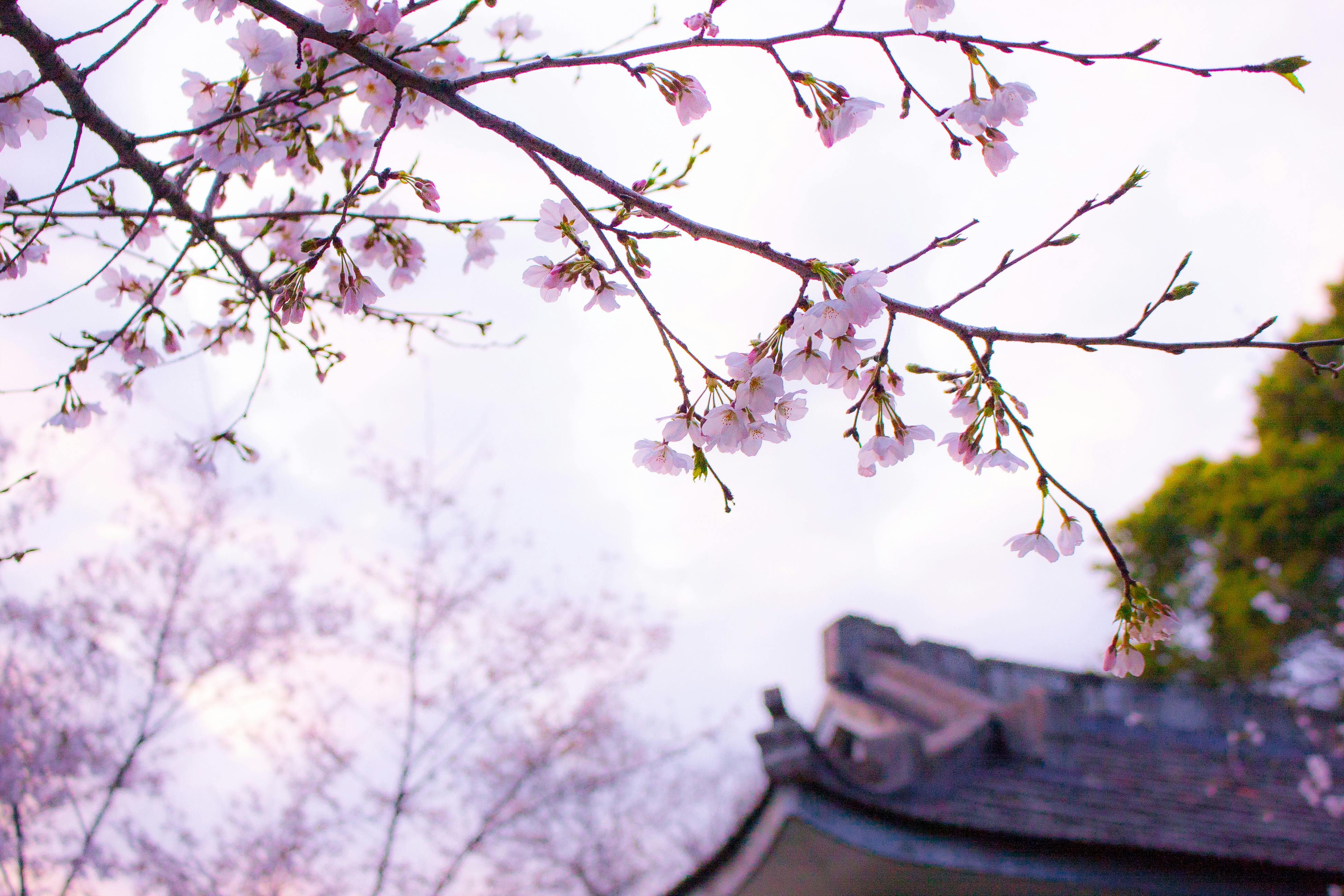 When is Spring in Japan? Your Sakura & Festival Guide – Koala Sim